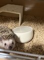 とるこり美姿整体院 新宿院&nbsp;家族のハリネズミ名前は「トゲトゲ」です