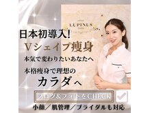 ルピナス ヒサヤ(LUPINUS hisaya)