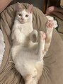 月のこころ 山形北店 我が家のアイドル猫、カブさんです(^^)