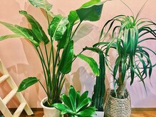 リネイル(linail.)/