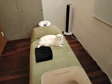 足つぼ屋 ペリドット(PERIDOT)の雰囲気（看板猫ちゃんが自由奔放に常駐する空間）