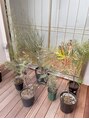ネネ(nene.) 最近家を建てたので、植栽を少しずつ集めてます*