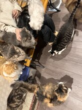 サロン ド アンティーク(Salon de Antique*)/猫たちと触れ合いも大人気♪