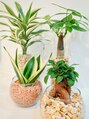 アン(anne)&nbsp;亀戸徒歩３分♪癒しの観葉植物◎