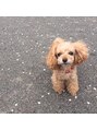 ドーヴ(DOVE) 愛犬(ティナちゃん)とのお散歩が日課♪もふもふでかわいい!!