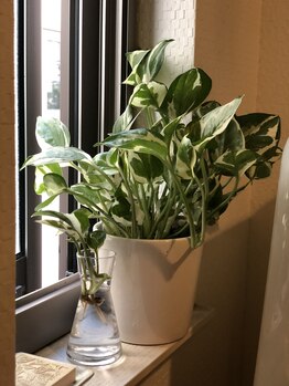 サンフラワー(SUNFLOWER)/観葉植物