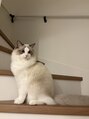 アシスティブサロン ライフ 博多竹下店(assistive salon Life)&nbsp;我が家の猫【博多・竹下・マツエク・まつげパーマ・眉毛】
