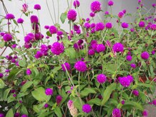 スマイルデイズ(Smiledays)/エントランスのお花♪