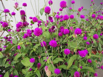 スマイルデイズ(Smiledays)/エントランスのお花♪