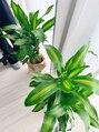 ジプシー アイアンドビューティ エビス(Gypsy eye&beauty ebisu)&nbsp;家の観葉植物です(^^)今は3つ！私の癒しです~