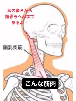 ツボミ(tubomi)/胸鎖乳突筋の絵