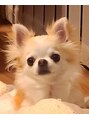 ノエッシュ(NOESH)&nbsp;看板犬 ココ