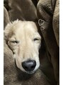レアンシ(ReAnc) 愛しいすぎる実家の愛犬。のんびり屋さんです♪