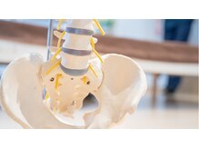 リブ(LIB)/LIBのスタッフ【骨格模型さん】