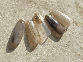 ゴージャスコース