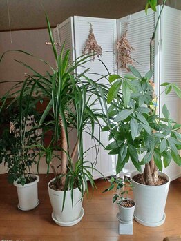 パナケイア/癒しの植物☆