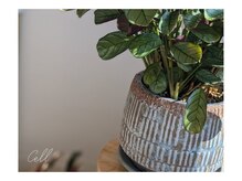 セル(Cell)の雰囲気（植物やお花が好きなオーナーこだわりの空間。視覚からも癒しを。）