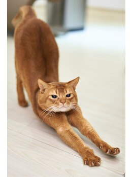 コステミーア(COSTEMIA)/理想だにゃん