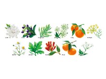 ヨサパーク ルアナ(YOSAPARK Luana)/医薬部外品のハーブを使用！