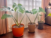 エルモッサ(Hermosa)/元氣なモンステラです