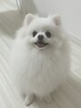 ピノ(pino) かわいいかわいい愛犬♪ポメラニアンのぷわです☆