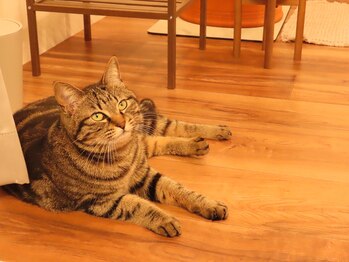 カロレ(Calore)/看板猫