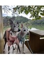 ジャスミン メイ(Jasmine may)&nbsp;実家で可愛いイタグレを飼っています♪どうぶつ好きです☆