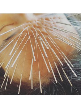 ハリキュア(Hari-Cure)/おでこルートでスッキリ！