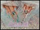 ネイルサロン ラクス(Lacus)の写真