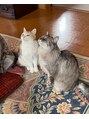 鈴ノ木整体院 吉祥寺&nbsp;実家の愛猫です！名前は　ごま（左）とちび（右）です◎