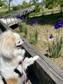 アイリス(Eyelis.u)&nbsp;アイリスの花と愛犬☆店名の由来はアイリスの花言葉からです♪
