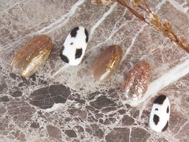 アニマル柄☆nail