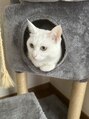 ルミラッシュ(Rumilash)&nbsp;愛猫のぴょる☆猫大好きです♪