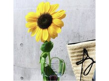 タパタップ(top a top.)/ひまわり