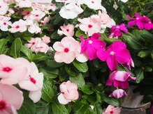 スマイルデイズ(Smiledays)/エントランスのお花♪