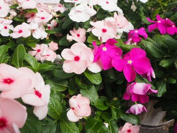 スマイルデイズ(Smiledays)/エントランスのお花♪