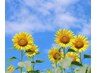Summer♪【8月期間限定クーポン♪】ほぐし＋ハンド+ヘッド★100分8700円