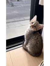 ホワイトセージ(White Sage)&nbsp;藤原 