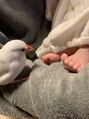 フウリン(fuu-rin)&nbsp;息子と白文鳥のリンリンは同い年です。2018年生まれ。