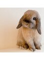 立川 いわさ整体院 うさぎを飼っています!