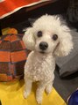 ティンク 札幌駅前店(Tink)&nbsp;トイプードル飼ってます！
