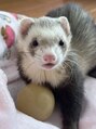 歯のホワイトニング 岐阜アクティブG店&nbsp;もうすぐ２歳！フェレットのこてつ☆甘えん坊な男の子です
