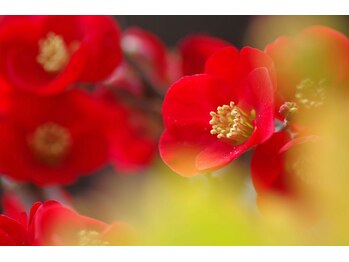 ミーティア(Meteor)/