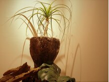 オリジネンタル 四条烏丸(Originental)/Botanicalな店内を堪能♪