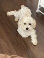 カリス(charis)&nbsp;愛犬コロちゃん♪