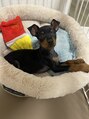 アイラ 守谷店(EYELA)&nbsp;犬派です♪ミニピンのTOY君