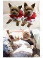 アイサロンフェア 関内(eyesalon Fair)&nbsp;愛犬☆ヨークシャーテリア☆
