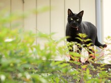 ここらくの雰囲気(我が家自慢の猫ちゃんも神出鬼没です◎)