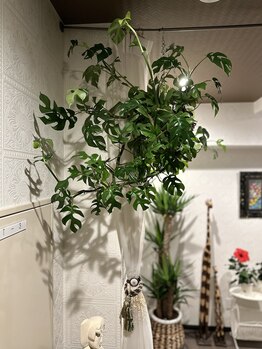 ラウレアココ(Laule'a Coko)/ヒメモンステラ亜種