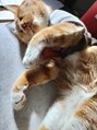 ルアンルアン ふじみ野ナーレ店 (Ruam Ruam) 猫を保護して飼っています。